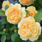 ★予約商品【3月7日(土)以降お渡し予定】〈ネット限定〉７３　ディコン