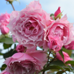 ★予約商品【3月7日(土)以降お渡し予定】〈ネット限定〉７４　エリクシル