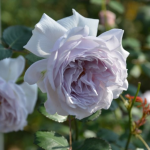 ★予約商品【3月7日(土)以降お渡し予定】〈ネット限定〉７５　コントレイル