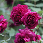 ★予約商品【3月7日(土)以降お渡し予定】〈ネット限定〉４５　真夜