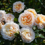 ★予約商品【2027年3月6日(土)以降お渡し予定】〈ネット限定〉６７　エクリュ