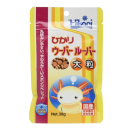 ひかり　ウーパールーパー　大粒　３０ｇ