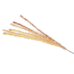 キャティーマン　じゃれ猫　猫のお遊びススキ草