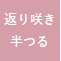 返り咲き 半つる性